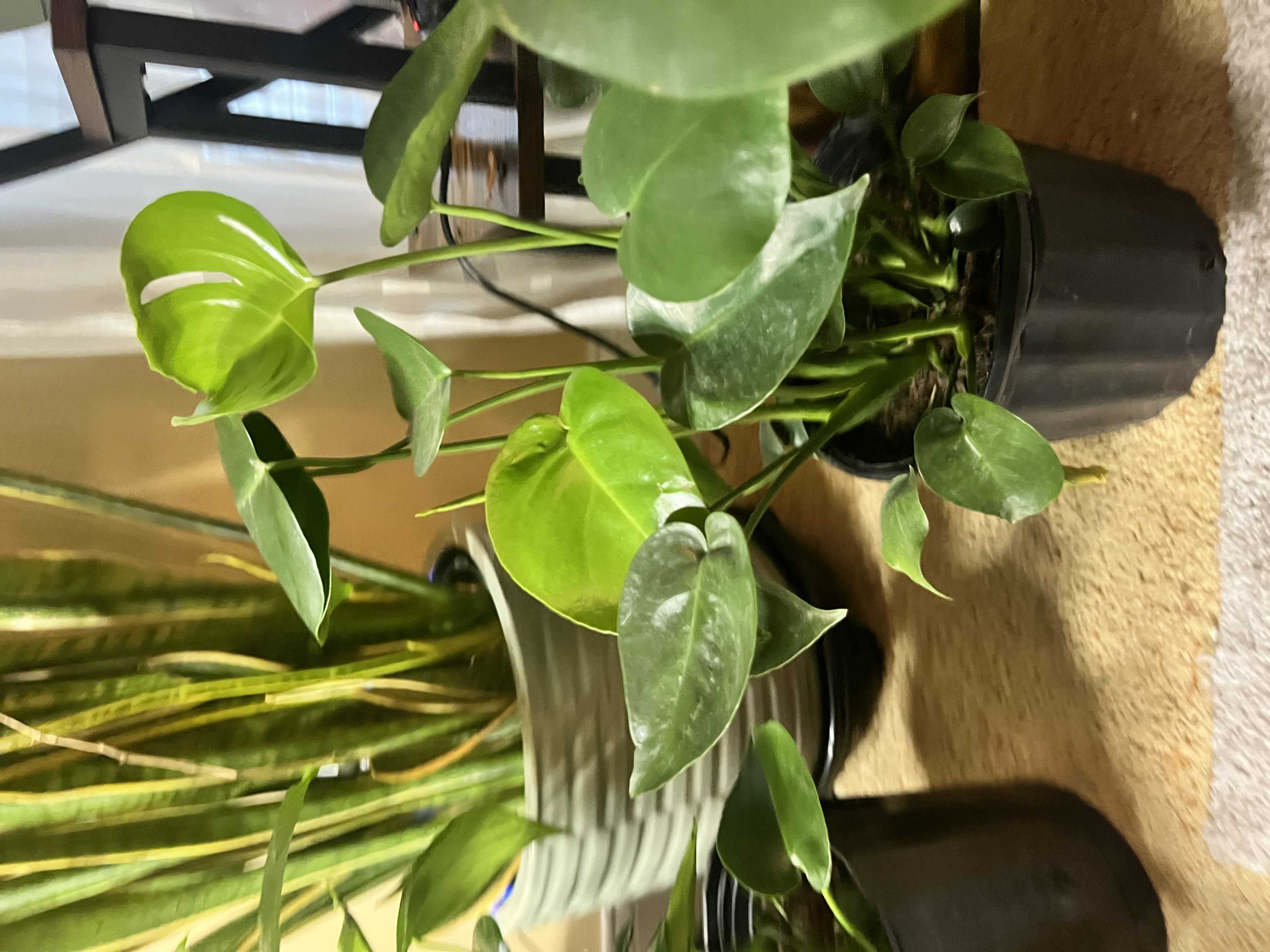 Photo from the post