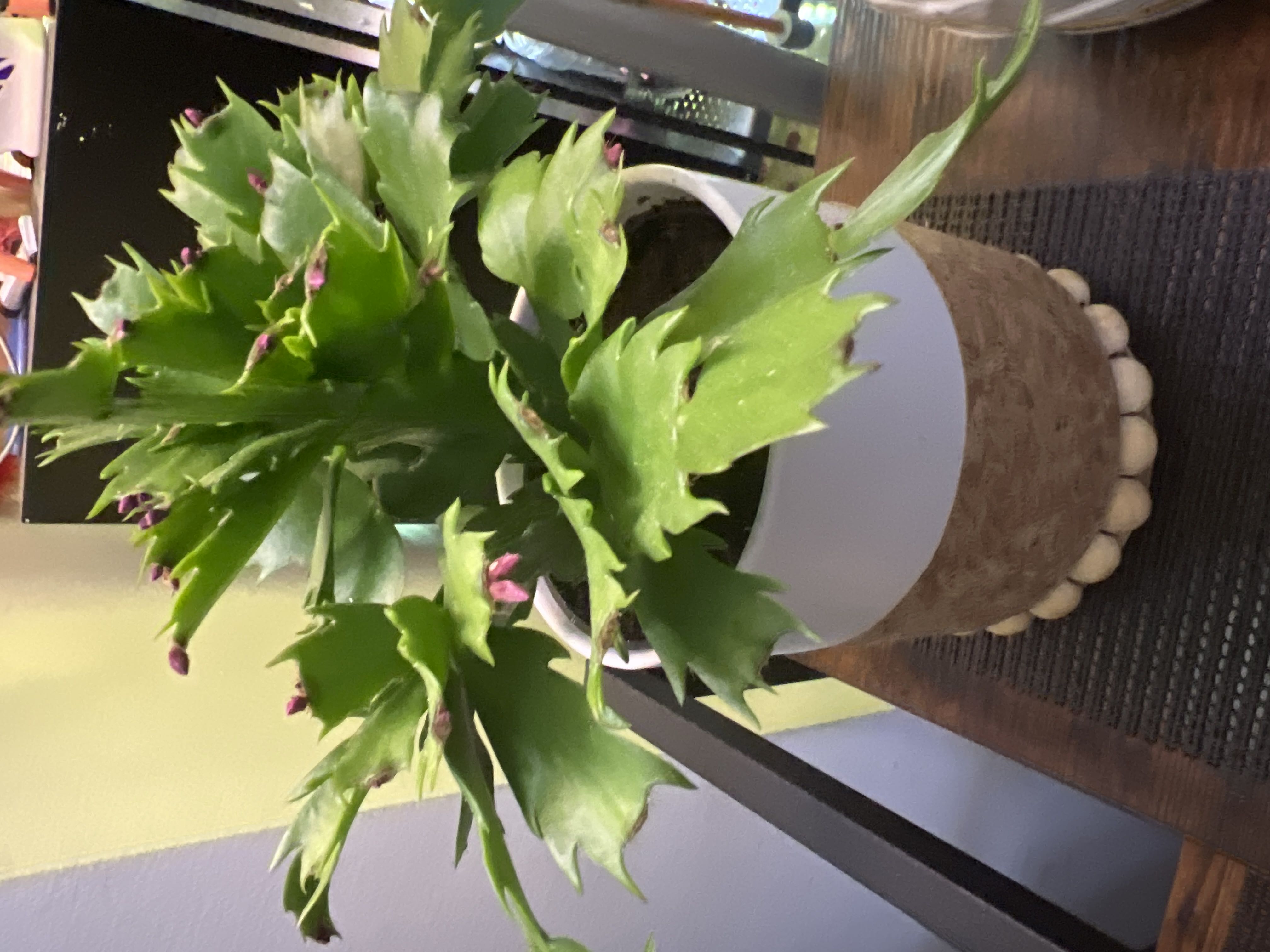 Hey, look what I just realized. I commented on a plant in