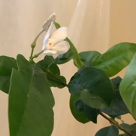 Photo of the plant species Asian Snow Jasmine by @BullishGrandfir named Lilavati of Sri Lanka on Greg, the plant care app