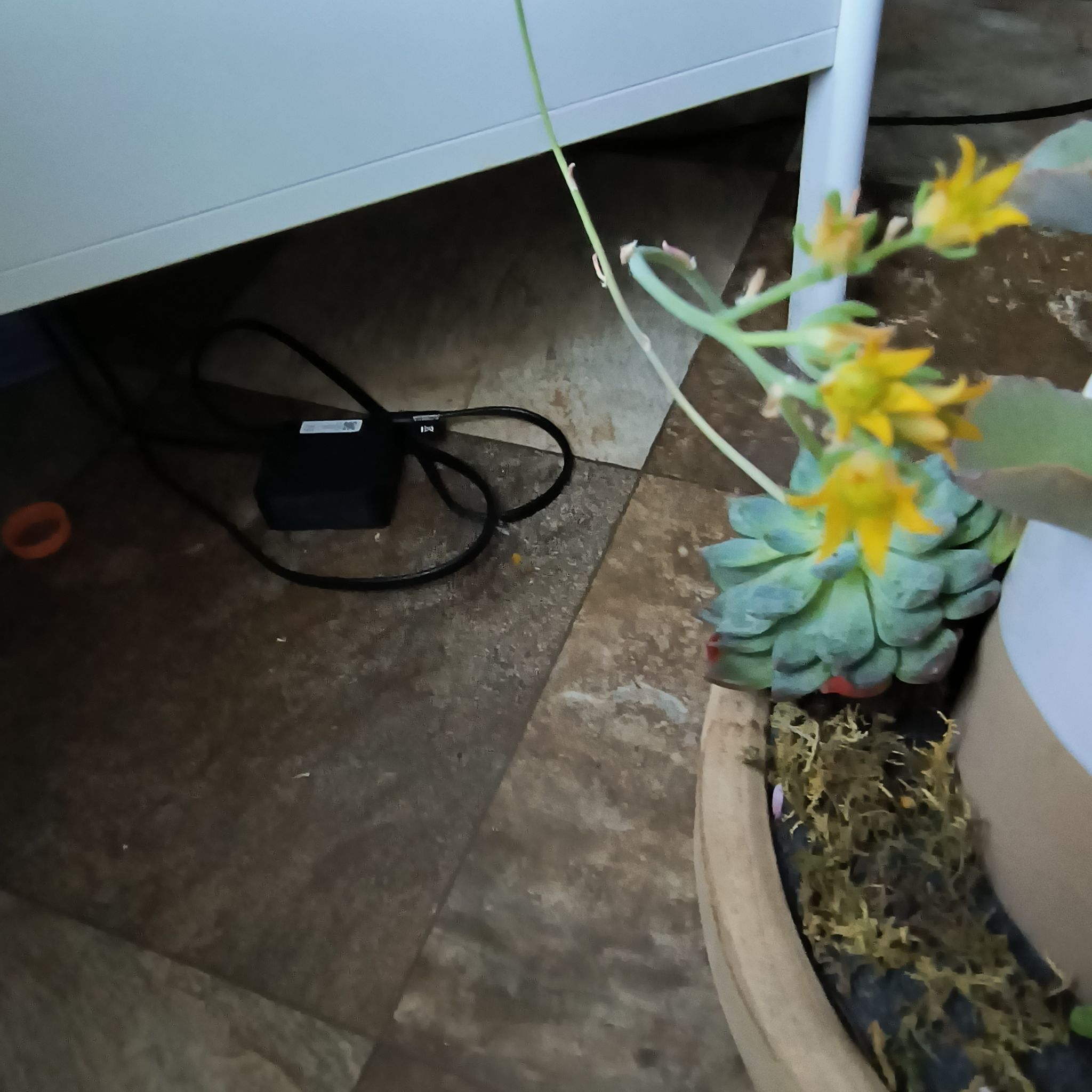 Photo of the plant species Echeveria 'Dark Elf' by @Echeverialover named Amy on Greg, the plant care app