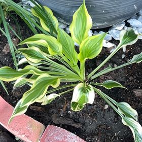 Photo of the plant species SunHosta™️ by @BuoyantDracaena named Willow on Greg, the plant care app