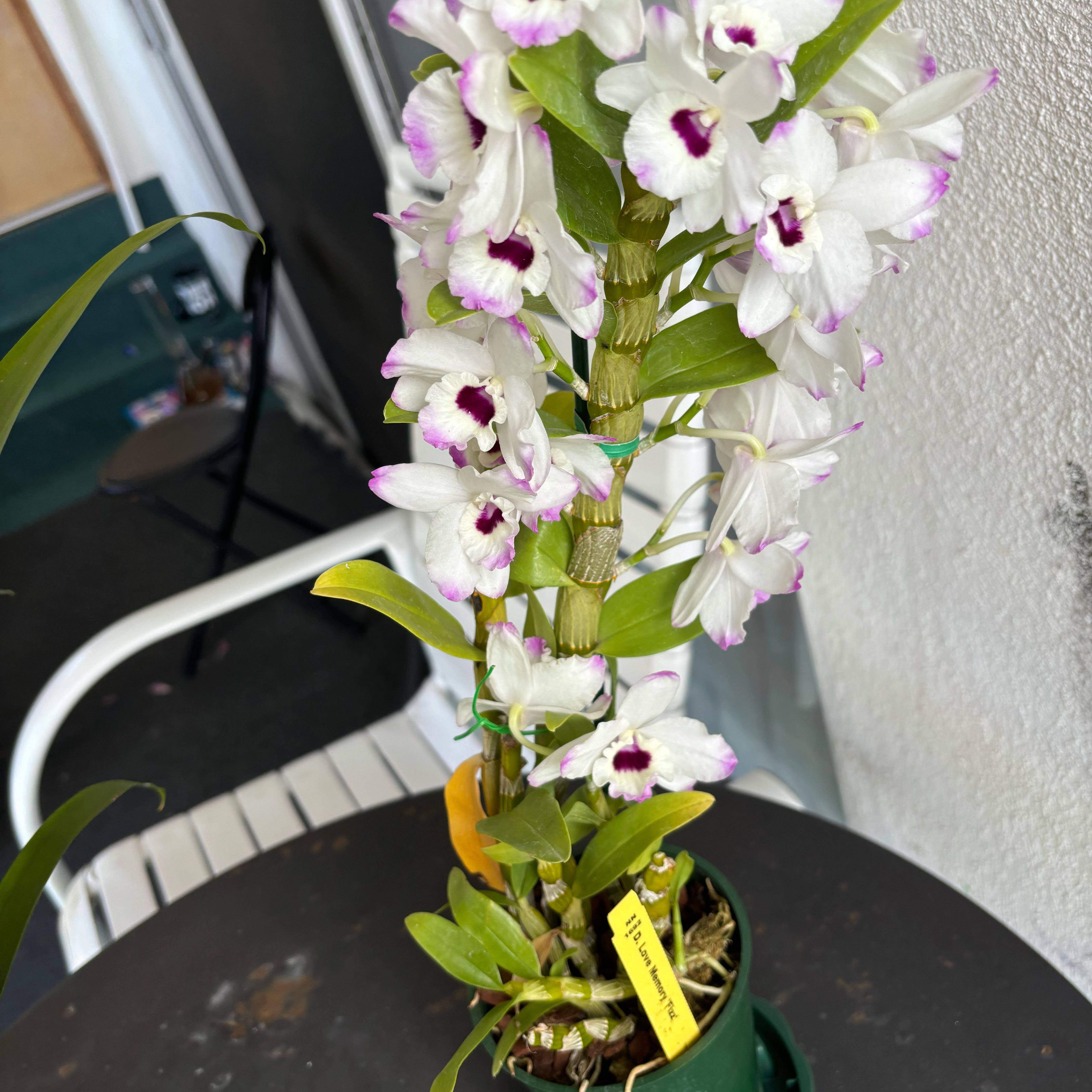 Photo of the plant species Dendrobium Love Memory Fizz by @HeroineHeather named Coco on Greg, the plant care app