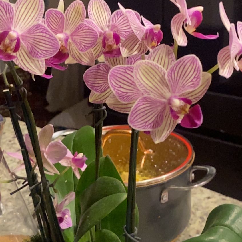 Photo of the plant species Striped Sun Orchid by @ChummyMymumrose named Maya on Greg, the plant care app