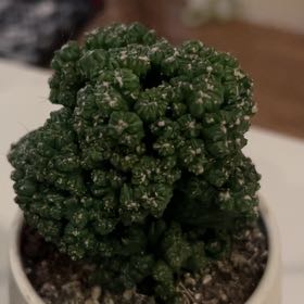 Photo of the plant species Cereus peruvianus f. monstrose 'Petra' by @SpicyBeautystar named M.J. on Greg, the plant care app