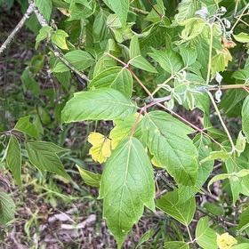 Photo of the plant species Box Elder by @AficionadaCacto named Michelle Branch on Greg, the plant care app
