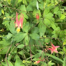 Photo of the plant species Wild Red Columbine by @AficionadaCacto named Harry on Greg, the plant care app