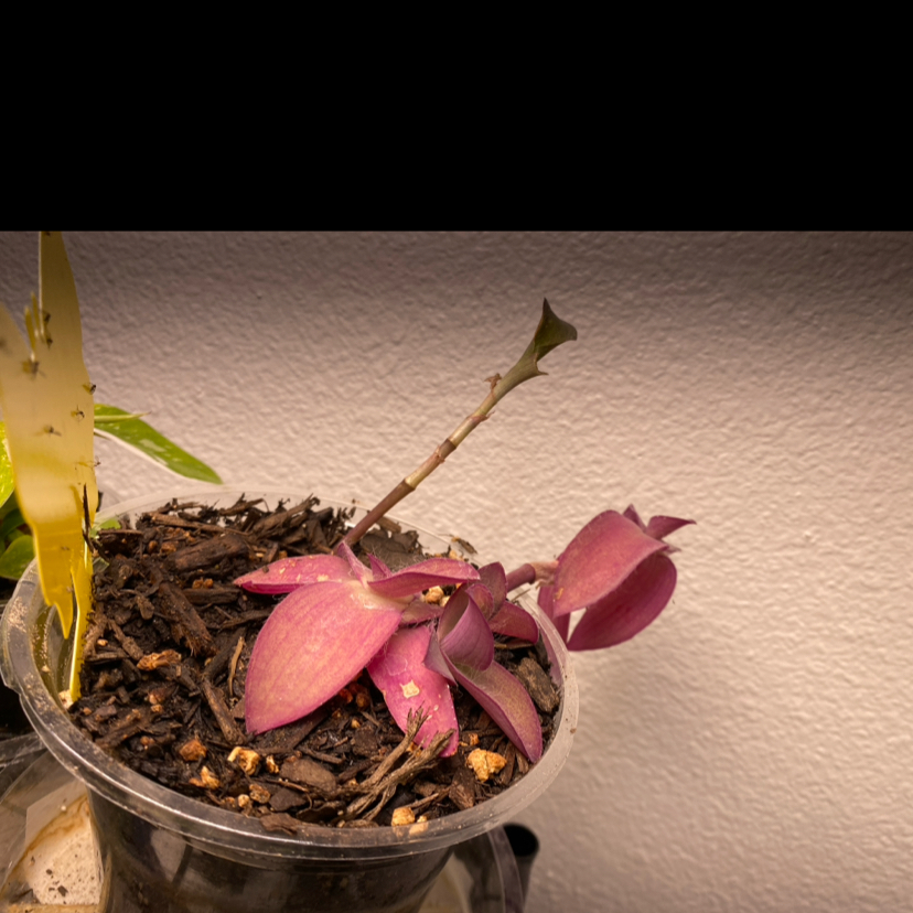 Photo of the plant species Tradescantia 'Blue Sue' by @SillyBunno91 named Gregarious on Greg, the plant care app