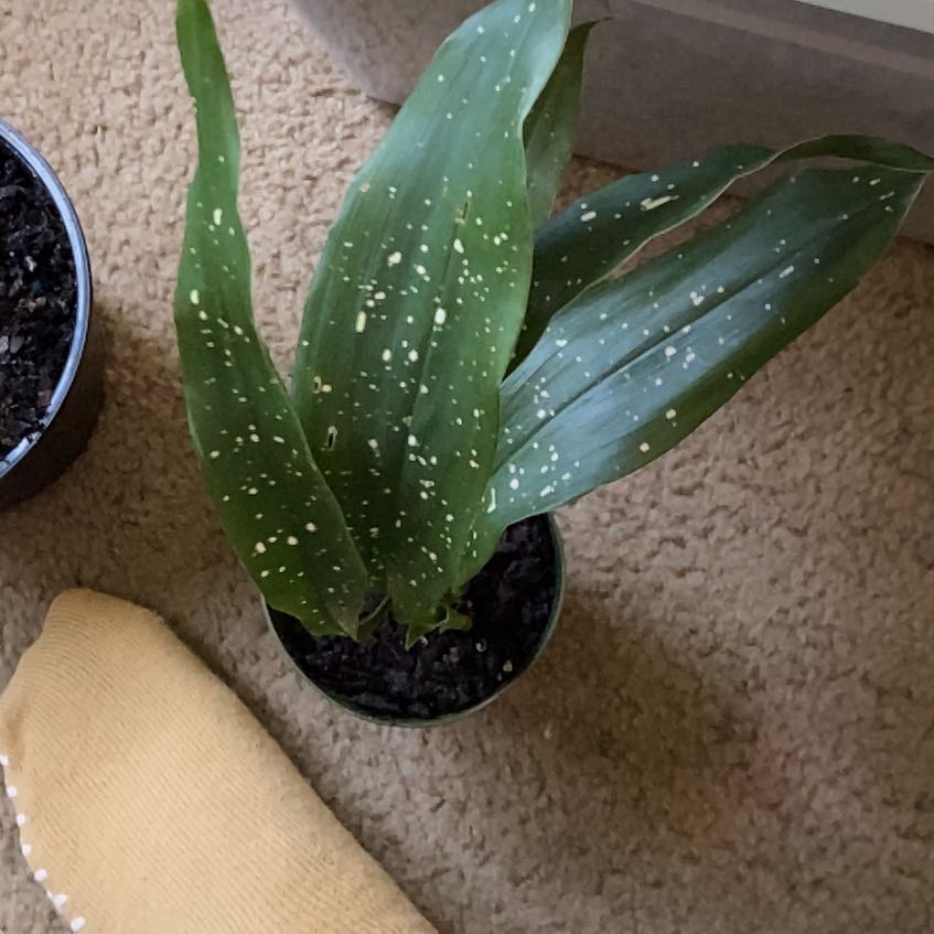 Photo of the plant species Variegated Cast Iron Plant by @SillyBunno91 named Demi on Greg, the plant care app