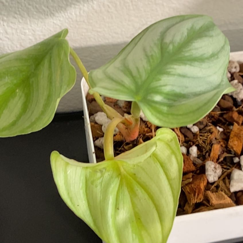 Photo of the plant species Philodendron pastazanum 'Silver' by @SillyBunno91 named Denali on Greg, the plant care app