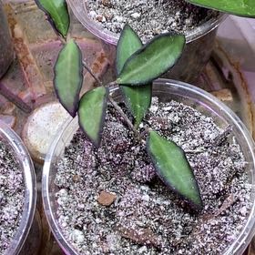 Photo of the plant species Hoya Rosarioae by @SillyBunno91 named Bella on Greg, the plant care app