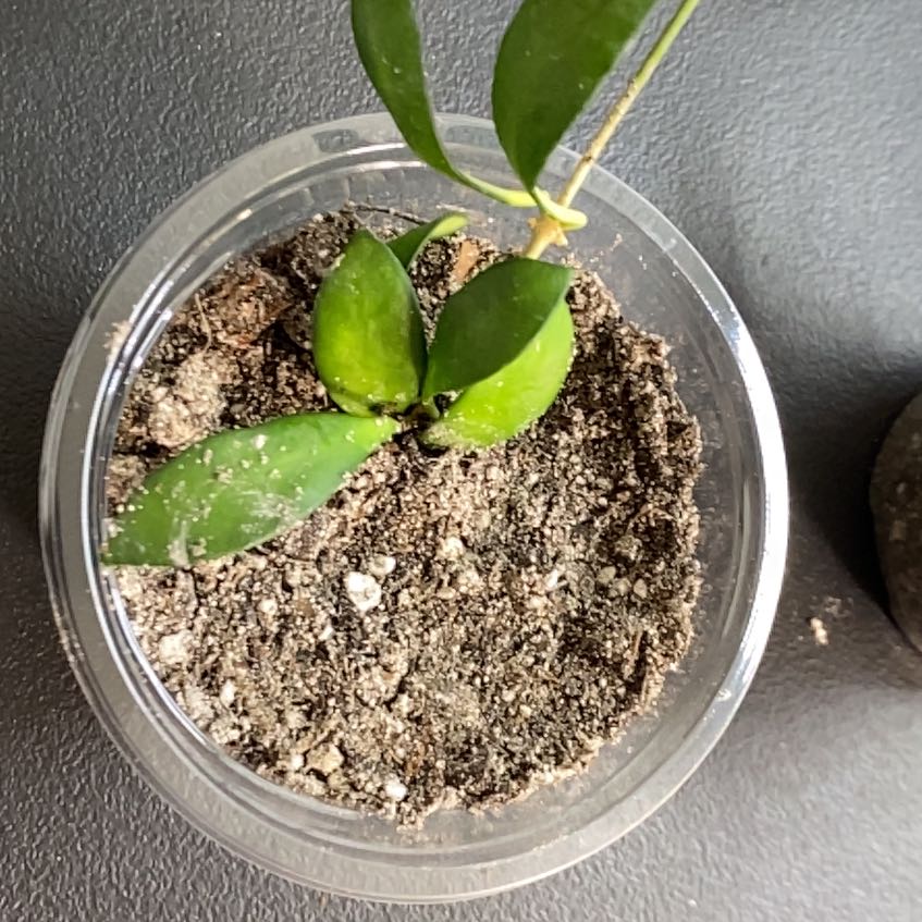 Photo of the plant species Hoya Noona by @SillyBunno91 named Ronaldo on Greg, the plant care app