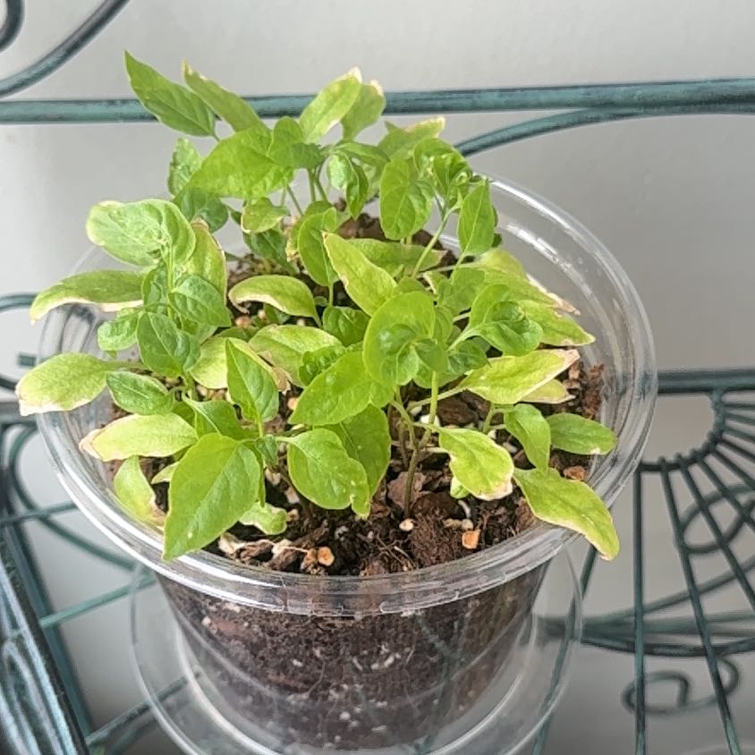 Photo of the plant species Jalapeno Pepper by @LegitCloudberry named Jalapeño Pepper on Greg, the plant care app
