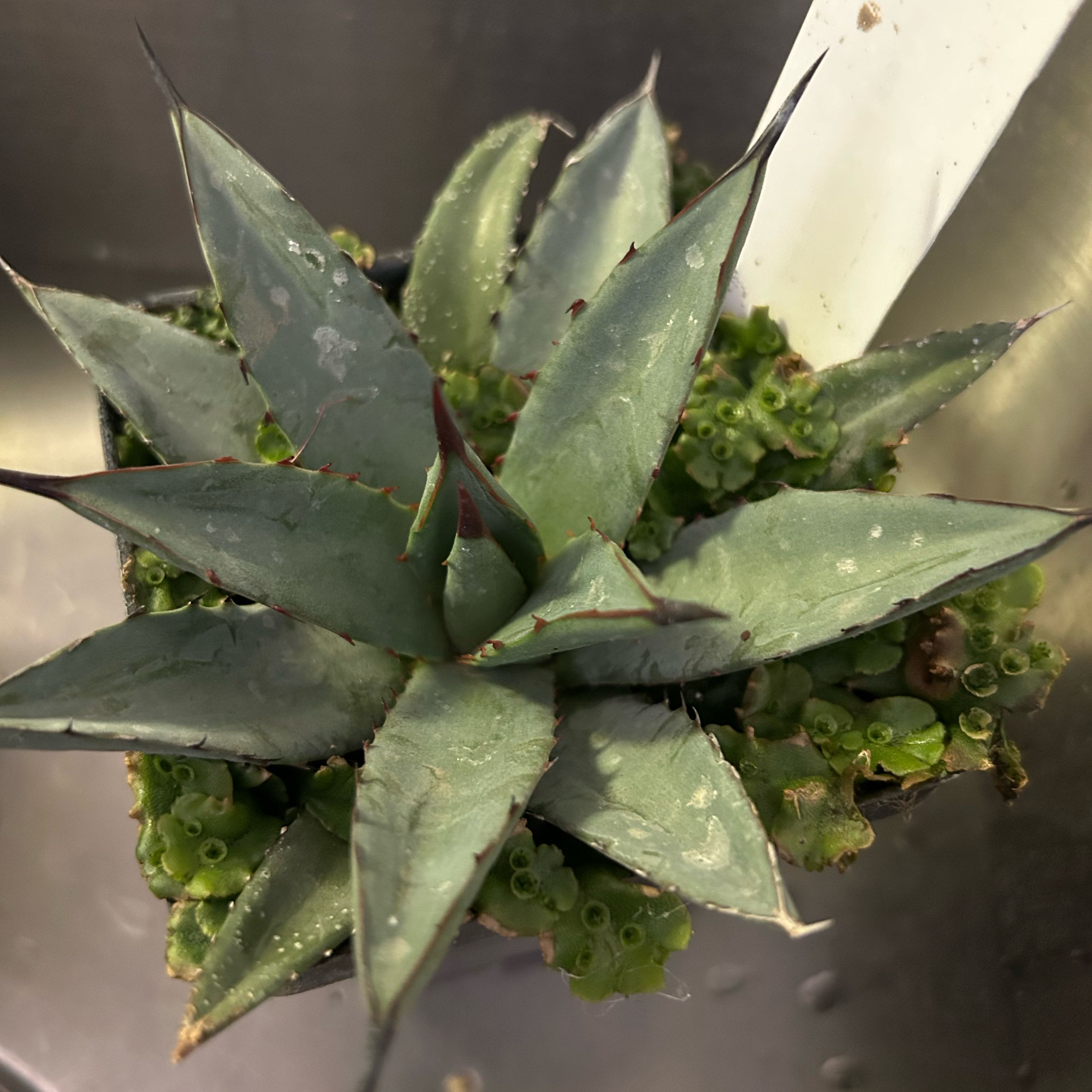 Photo of the plant species Agave 'Sharkskin' by @FunPersia56 named Cactus on Greg, the plant care app
