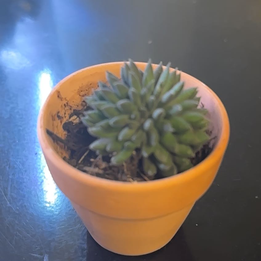 Photo of the plant species Crested Chinese Jade by @ApprovingBlue named Apollo on Greg, the plant care app