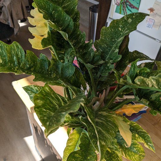 Photo of the plant species Philodenron Ring of Fire by @PoshSmokethorn named Spike Leaves on Greg, the plant care app