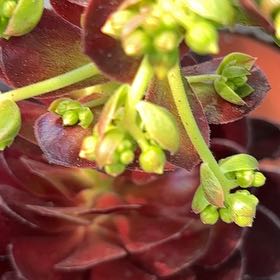 Photo of the plant species Wood Spurge by @MajesticOrchids named Bella on Greg, the plant care app
