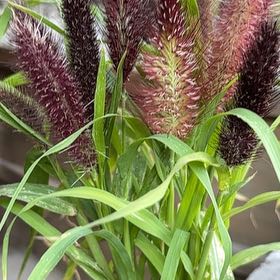 Photo of the plant species Crimson Fountaingrass by @MajesticOrchids named Willow on Greg, the plant care app
