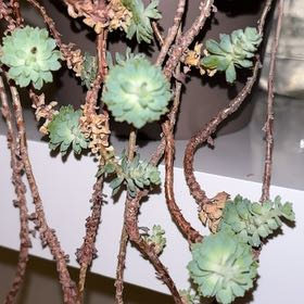 Photo of the plant species Strathmore Weed by @ChristaT45 named Clooney on Greg, the plant care app