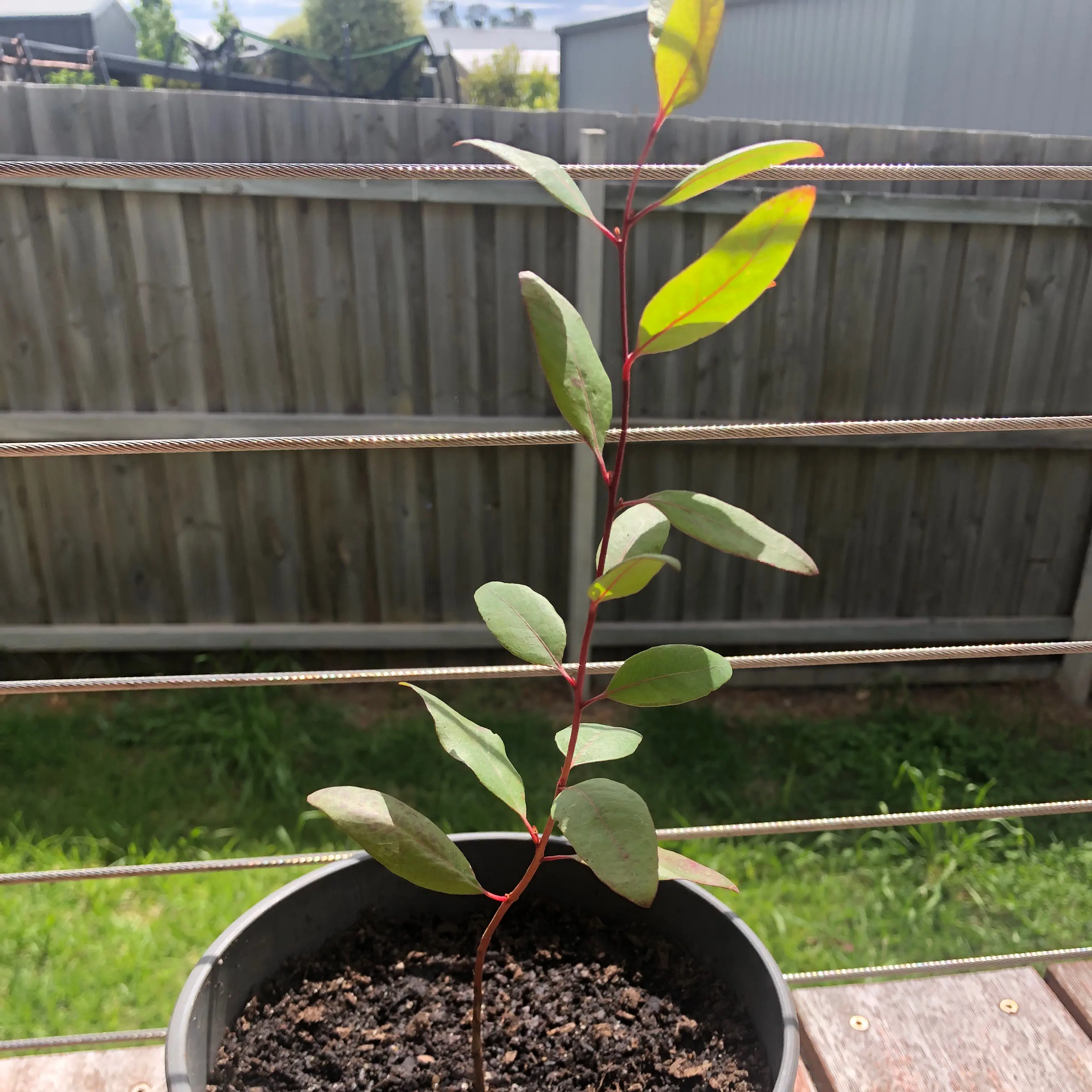 Photo of the plant species Forest Redgum by @unsweetndgrntea named lipton on Greg, the plant care app