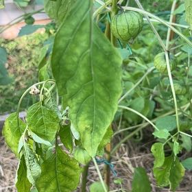 Photo of the plant species Purple Tomatillo by @ExactEnglishivy named Elle on Greg, the plant care app