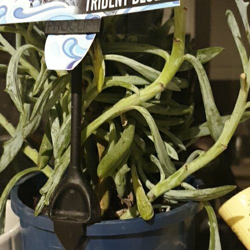 Photo of the plant species Senecio Mandraliscae by @NeatSharkstooth named Mochi on Greg, the plant care app