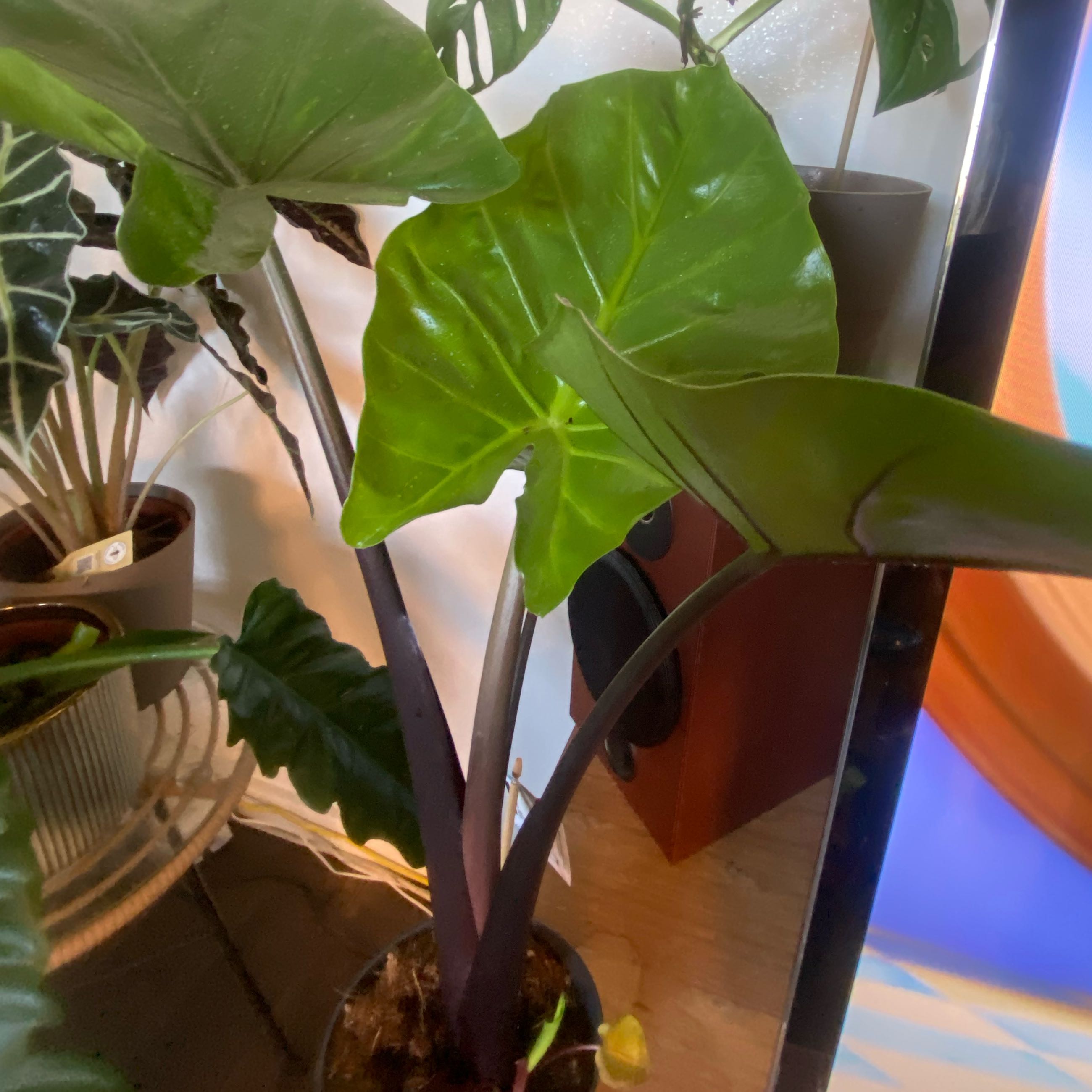Photo of the plant species Alocasia Black Cobra by @FineRedveindock named Sahara on Greg, the plant care app