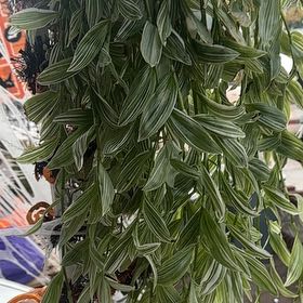 Photo of the plant species White Stripe Wandering Jew by @mommynature named Dudette on Greg, the plant care app