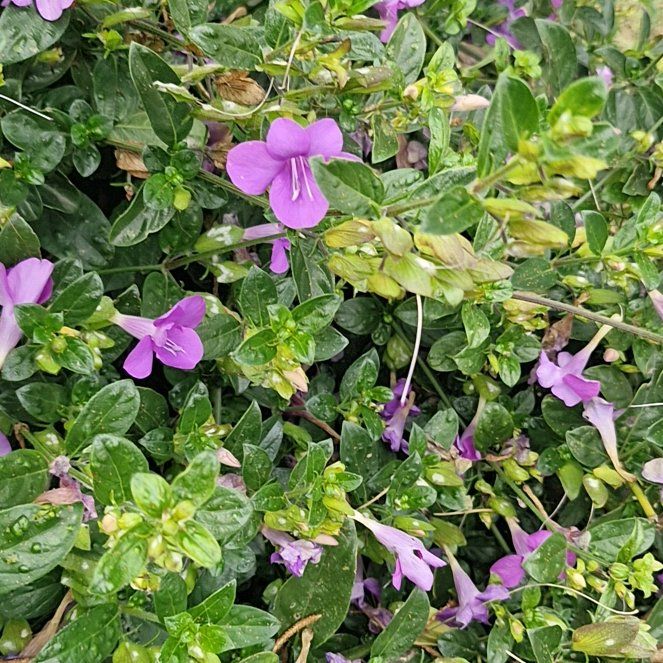 Photo of the plant species Philippine Violet by @YeahBlackwalnut named Figyonce on Greg, the plant care app