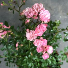 Photo of the plant species Fairy Rose by @HotViciasativa named Austen on Greg, the plant care app