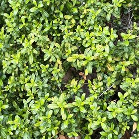 Photo of the plant species Northern Mountain Cranberry by @SportyBrowallia named Sonora on Greg, the plant care app