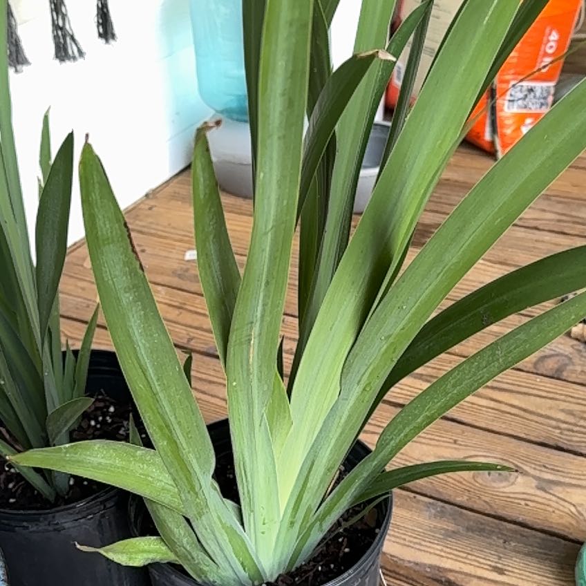 Photo of the plant species Golden Giant Iris by @EarlySweetmint named Maya on Greg, the plant care app