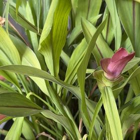 Photo of the plant species Curcuma 'Curleno' by @EarlySweetmint named Luna on Greg, the plant care app
