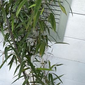 Photo of the plant species Black Bamboo 'Othello' by @EarlySweetmint named Mamba on Greg, the plant care app