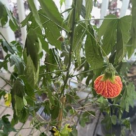 Photo of the plant species Abutilon Pictum by @EarlySweetmint named Hua on Greg, the plant care app