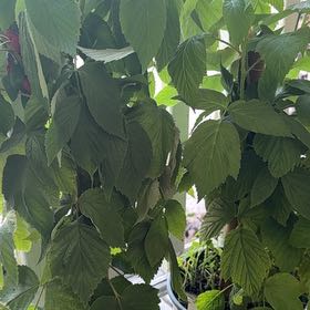 Photo of the plant species European Red Raspberry by @EarlySweetmint named Marilyn & Monroe on Greg, the plant care app