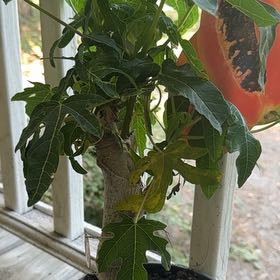 Photo of the plant species Papaya by @EarlySweetmint named Poppy on Greg, the plant care app