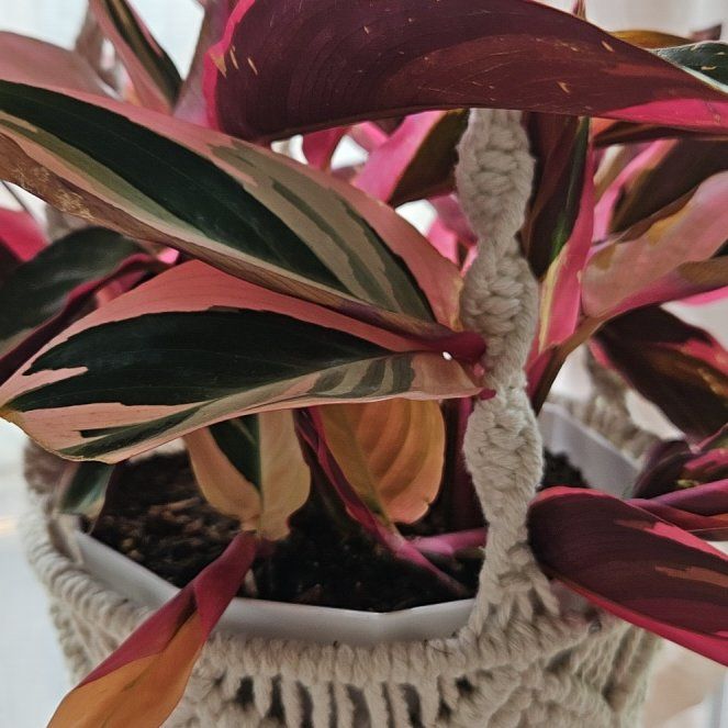 Photo of the plant species Stromanthe sanguinea 'Tricolor' by @WillMedeola78 named Cleopatra on Greg, the plant care app