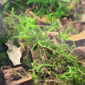 Plant care for Sphagnum magellanicum on Greg, the plant care app