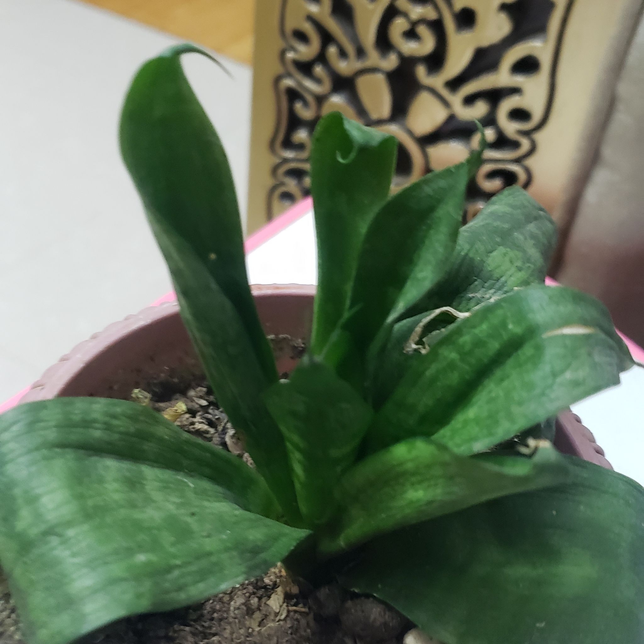 Photo of the plant species Blond Plantain by @AlivePigeonwood named Oscar on Greg, the plant care app