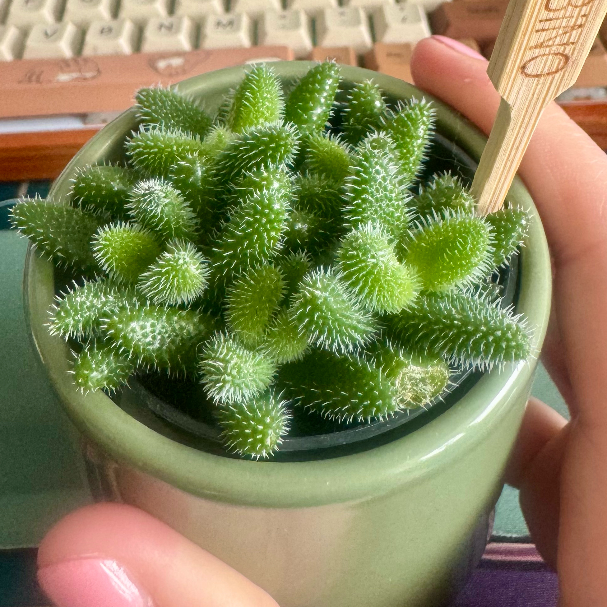 Bambino