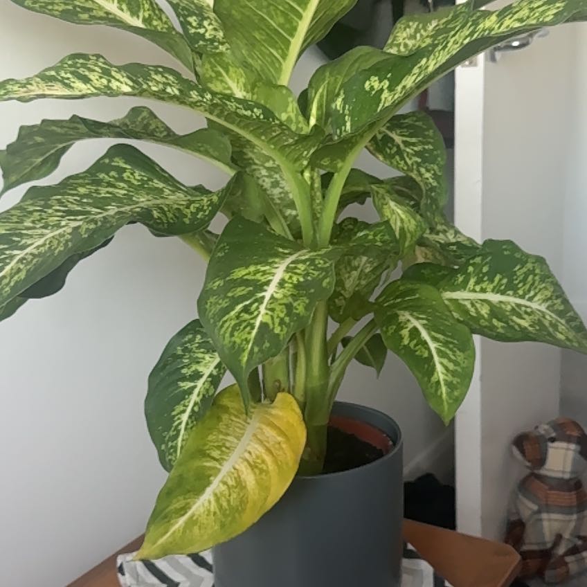 Apollo