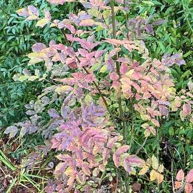 Photo of the plant species Flowering Ash by @YeahBirdcherry named Xena on Greg, the plant care app