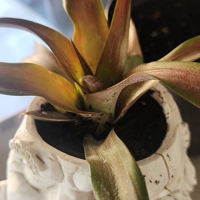 Photo of the plant species Red Pineapple by @FlexibleTipa17 named Hemingway on Greg, the plant care app