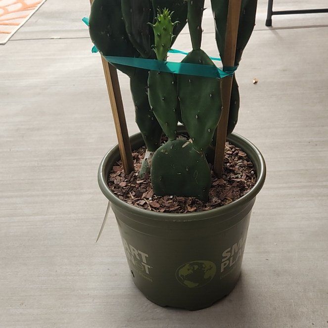 Photo of the plant species Quimilo Prickly Pear by @TopGardenaster named Emerson on Greg, the plant care app