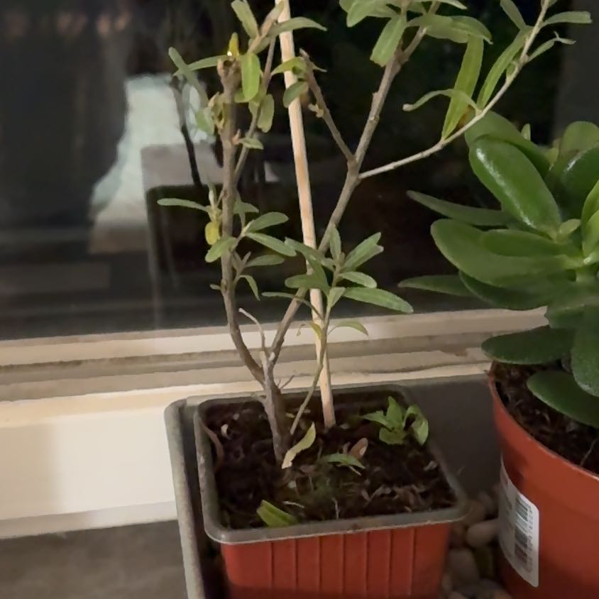 Photo of the plant species Sea-Buckthorn by @LegitAfghanpine named AubleyP on Greg, the plant care app