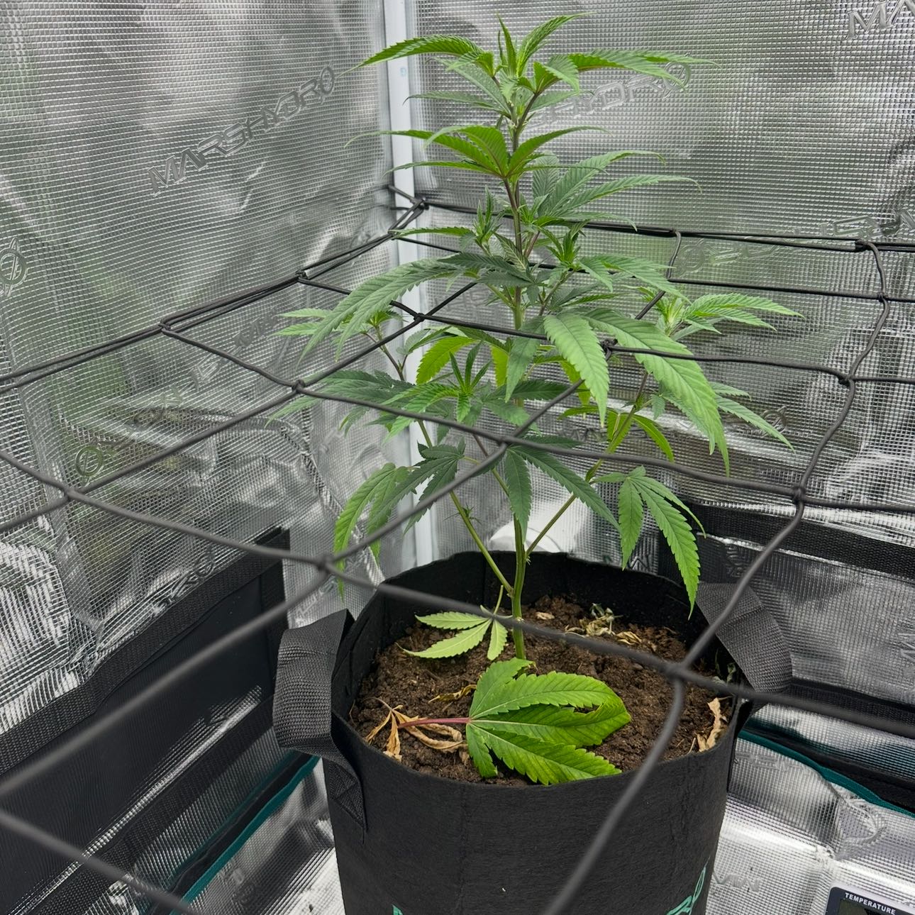 Photo of the plant species Marijuana by @PracticalBlue69 named Kendall on Greg, the plant care app
