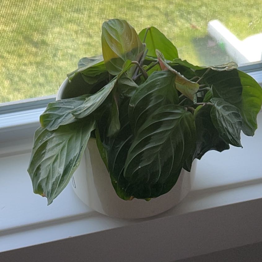Photo of the plant species Calathea Silver (gray) Star by @SwiftSucculents named Sage on Greg, the plant care app