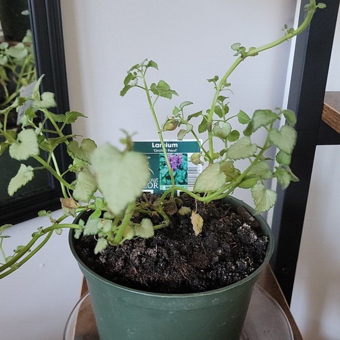 Photo of the plant species Orchid Frost Dead Nettle by @BotanicalBo named Bella on Greg, the plant care app