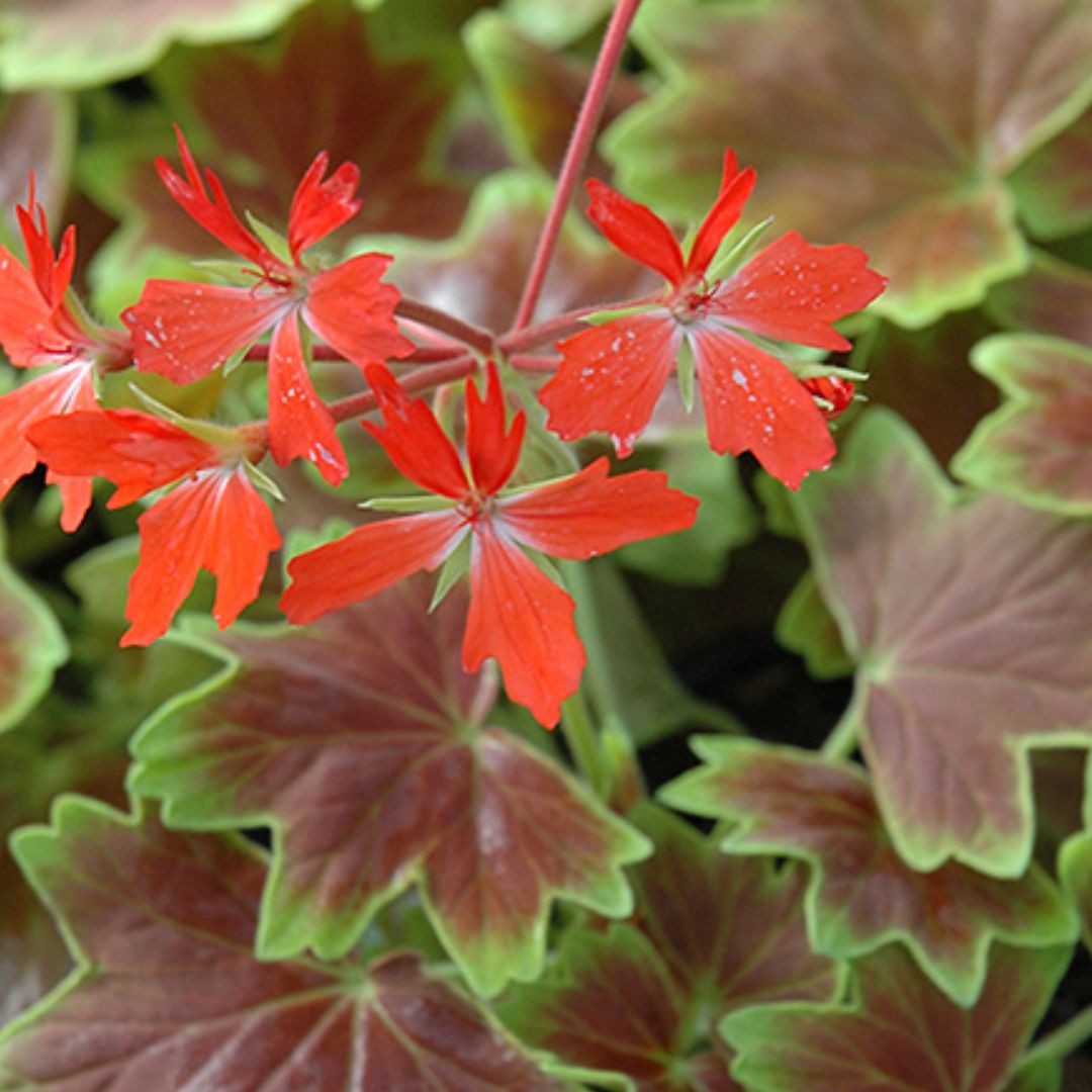 Photo of the plant species Vancouver Centennial Geranium by @YokeKeylimetree named Van on Greg, the plant care app