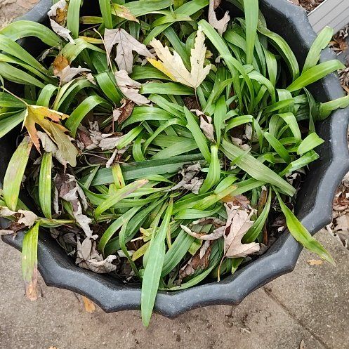 Photo of the plant species Yellow Asiatic Lily by @YokeKeylimetree named Foxxy on Greg, the plant care app